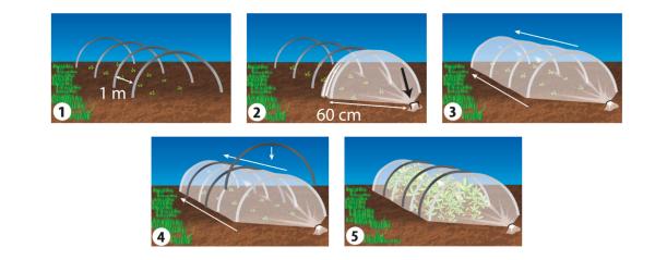 Croissance et protection des végétaux - Film Tunnel de Maraîchage - 2 m x 10 m - MEDIA_EN_SITUATION_2